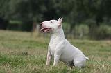 BULL TERRIER MINIATURE 081